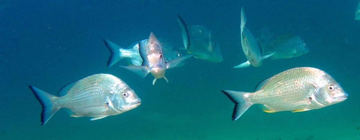 Bream - Addict Tackle