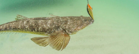 Flathead - Addict Tackle