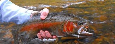 Freshwater - Addict Tackle