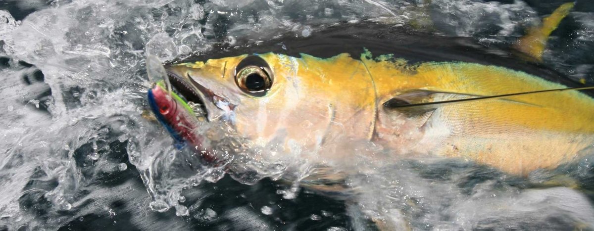 Halco - Addict Tackle