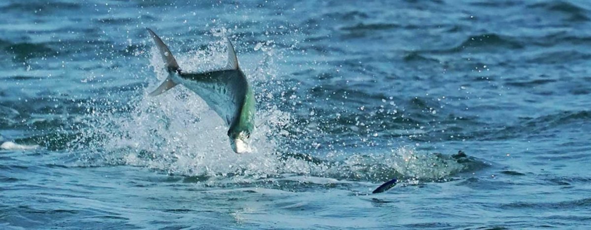 J-Braid - Addict Tackle