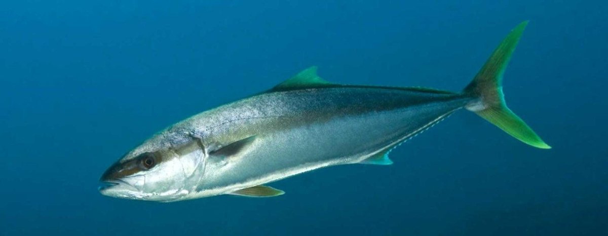 Kingfish