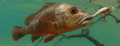 Mangrove Jack - Addict Tackle