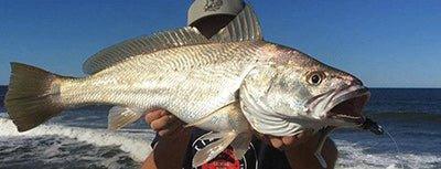 Mulloway (Jewfish) - Addict Tackle