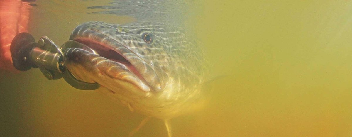 Murray Cod - Addict Tackle