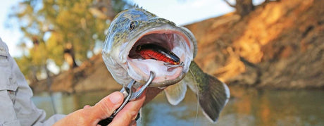 Native Lures - Addict Tackle