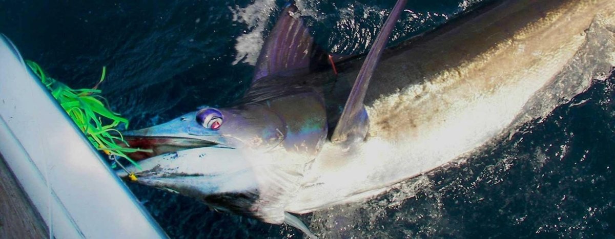 Pakula Lures - Addict Tackle