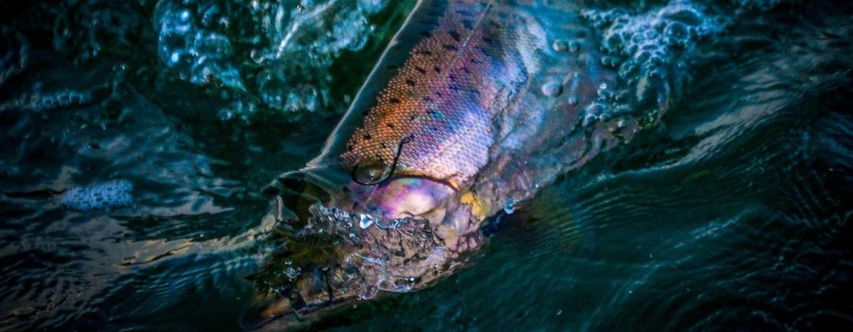 Pro-Cure - Addict Tackle