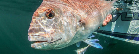 Snapper - Addict Tackle