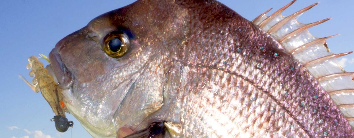 Squidgies - Addict Tackle