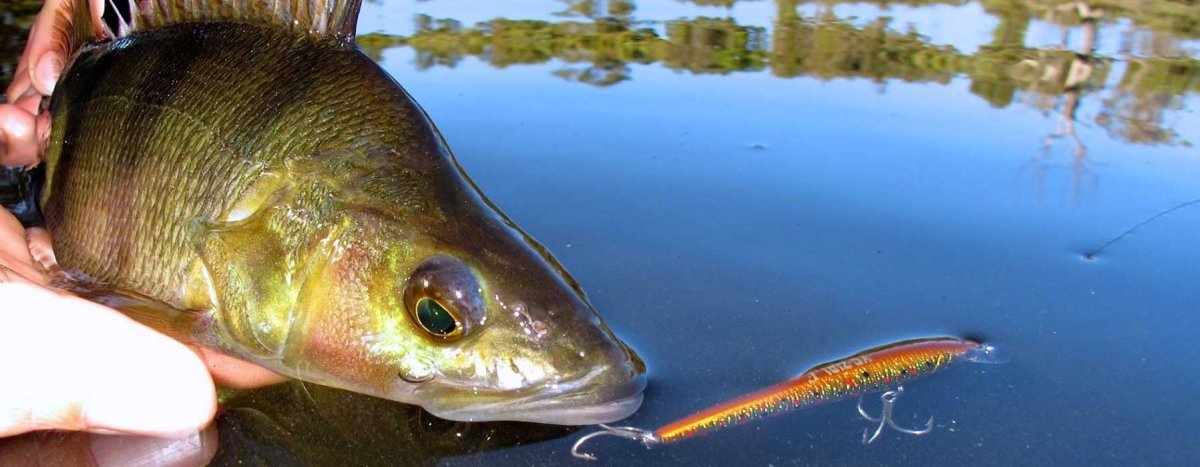 Tacspo - Addict Tackle
