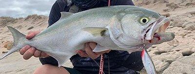 Tailor - Addict Tackle