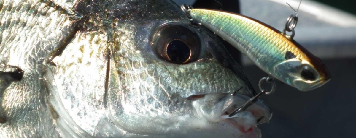 Vibe - Addict Tackle