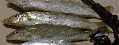 Whiting