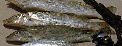 Whiting - Addict Tackle