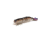 ZMan PrawnZ Elite Unrigged 3''
