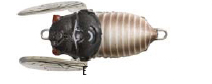 Tiemco Soft Shell Cicada Floating Hard Body Lure 40mm
