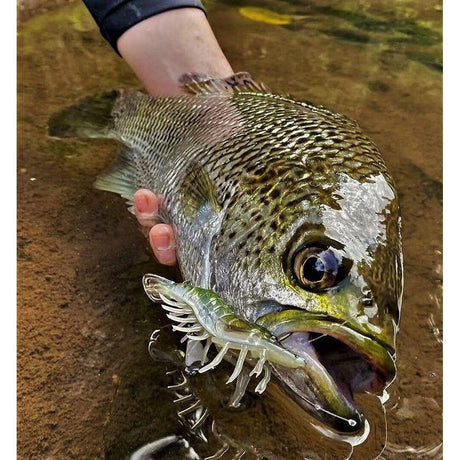 Live Target Live Shrimp Finesse Bait 95m - Addict Tackle