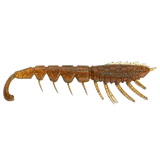 Rapala Crush City 3'' The Imposter Soft Plastic - Addict Tackle