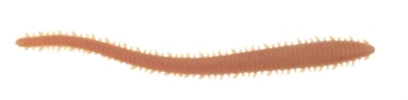 Berkley Gulp Sandworm Lure 6'