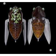Megabass Siglett Cicada by Megabass at Addict Tackle