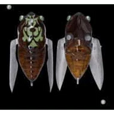 Megabass Siglett Cicada - Addict Tackle