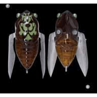 Megabass Siglett Cicada - Addict Tackle