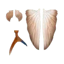 Nomad Design Slipstream Flying Fish 140 - Wing Sets - Addict Tackle