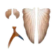 Nomad Design Slipstream Flying Fish 200 - Wing Sets - Addict Tackle