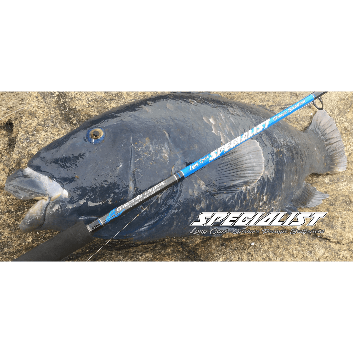 Oceans Legacy Specialist Spin Fishing Rod by Oceans Legacy at Addict Tackle